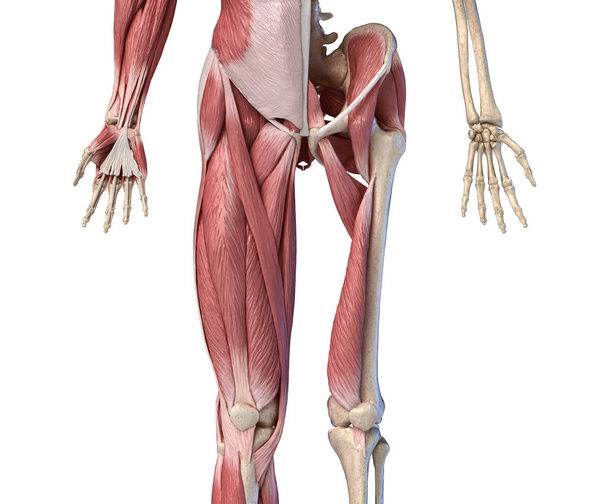 menschliche männliche Anatomie, Gliedmaßen und Hüftmuskulatur und Skelettsystem, - Foto, Bild