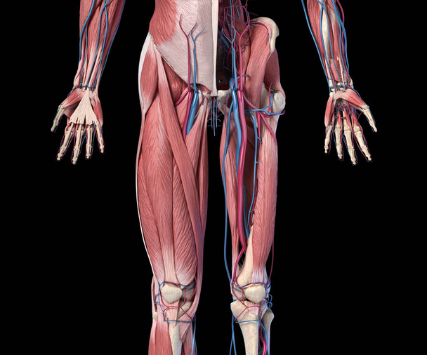 Menselijke anatomie, ledematen en heup skelet-, spier-en cardiovasculaire systemen. - Foto, afbeelding