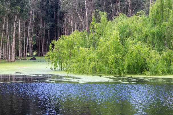 Krajobraz Hide Park piękne drzewa i kolor - Zdjęcie, obraz