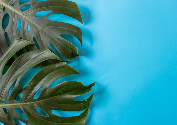 plantas tropicais sobre um fundo azul
 - Foto, Imagem