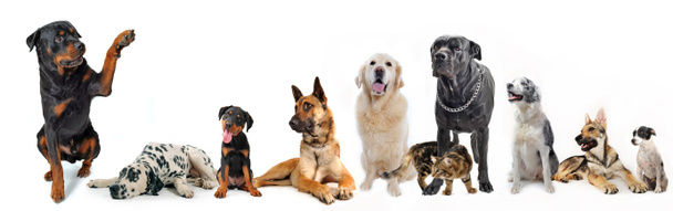 Group of dogs and cat - Photo, Image