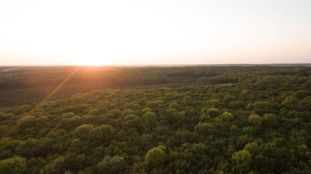 Green forest and many trees from a height. - Photo, Image
