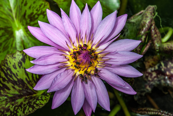 Pohled na nádherný Lotos a včely, přírodní fialový backg - Fotografie, Obrázek