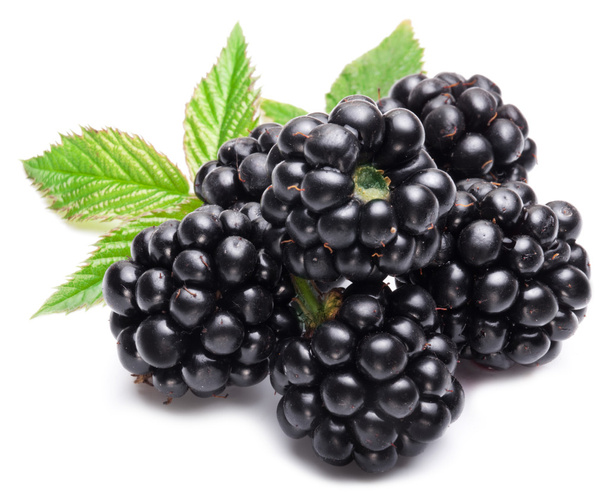 Blackberries - 写真・画像