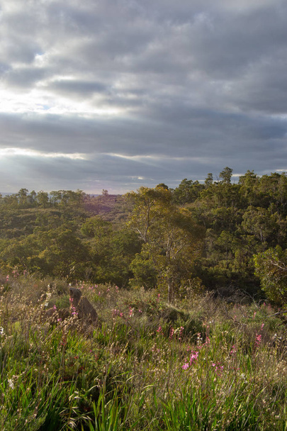 Paisaje horizontal de las colinas en mundaring en Perth en primavera
 - Foto, imagen