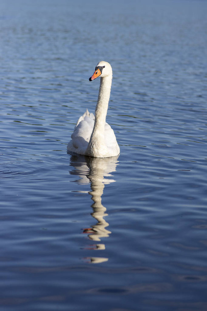 Single swan on blue lake, largest waterfowl birds, white adult animal - Фото, изображение