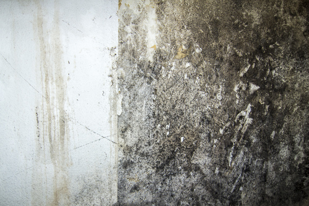 Τοίχος με παλιά ταπετσαρία και μούχλα - Φωτογραφία, εικόνα