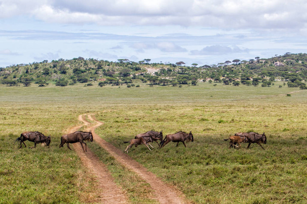 GNU i Zebra podczas Wielkiej migracji w parku narodowym Serengeti w maju-mokry i zielony sezon-w Tanzanii - Zdjęcie, obraz