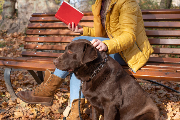 A beautiful young blond-haired woman is having fun with her big brown labrador dog in the park, in a pile of autumnal fallen leaves - Foto, Imagem