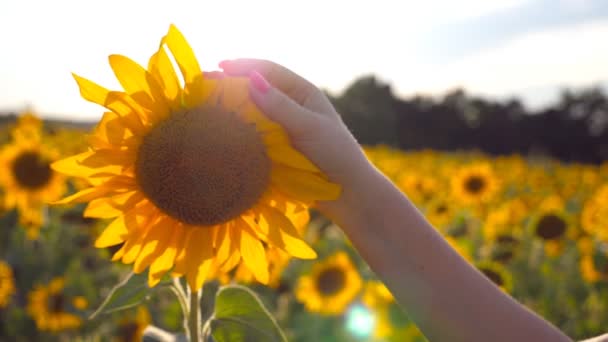 Arm of girl caress yellow flower at the meadow at sunny day. Female hand touching beautiful sunflower in the field with sun flare at background. Summer concept. Close up Slow motion - Footage, Video