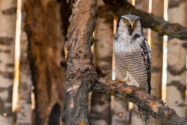 Northern hawk owl or Surnia ulula perches on a branch - Photo, Image