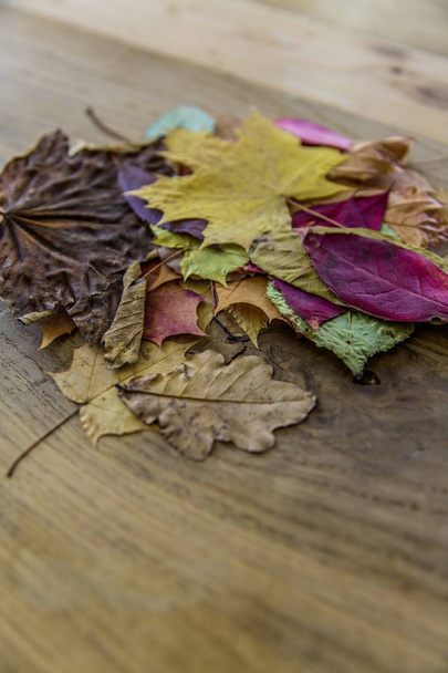 A selective closeup shot of colorful leaves on a wooden surface - Fotografie, Obrázek