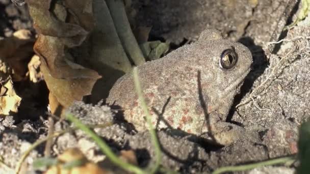 Graue Kröte gräbt sich in die Erde - Filmmaterial, Video