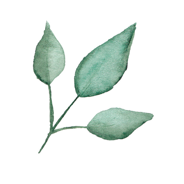 Hand drawn watercolor green leaves on a white background. - Φωτογραφία, εικόνα