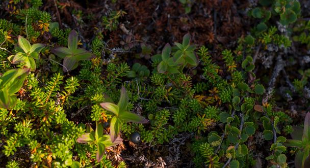 Φόντο της συστάδες λολομιών στα κωνοφόρα φύλλα μούρα. Μικρά μαύρα μούρα σε φύλλα που μοιάζουν με βελόνες. Φαρμακευτικό φυτό της περιοχής Μούρμανσκ. Μαύρα μούρα κοράκι βοηθήσει με την κόπωση - Φωτογραφία, εικόνα