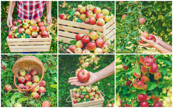 Fotoğraf kolaj elma bahçesi. Seçici odaklama. - Fotoğraf, Görsel