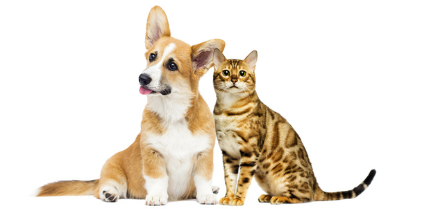 Katze und Hund zusammen auf weißem Hintergrund - Foto, Bild