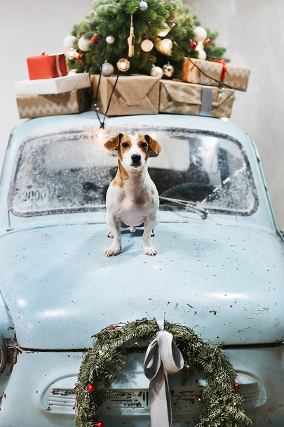 Small and cute Jack Russell Terrier dog sits on the hood of blue retro car with Christmas gifts on the roof. Classic retro car decorated for Christmas and New Year holidays - Fotoğraf, Görsel