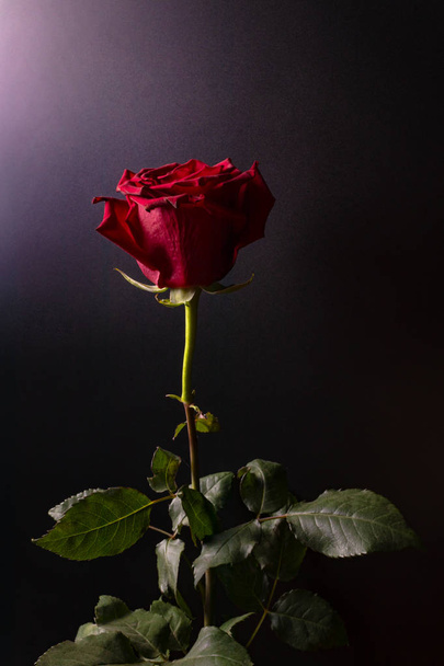 Fotó egy piros gyönyörű Rózsa egy zöld staddle a levelek m - Fotó, kép