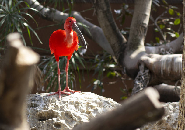 tulipunainen ibis kahden puunrungon välissä
 - Valokuva, kuva