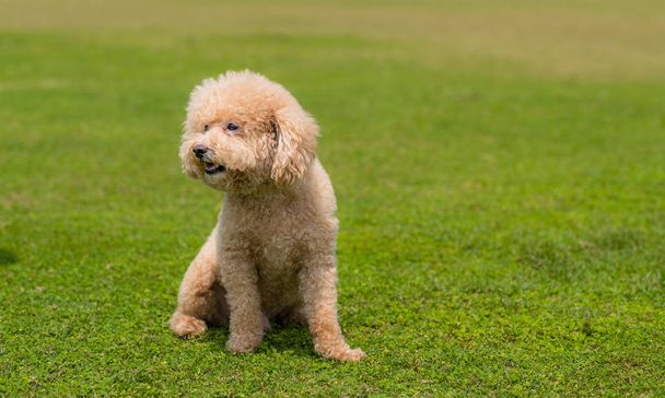 Dog poodle lying on the green lawn - Photo, Image