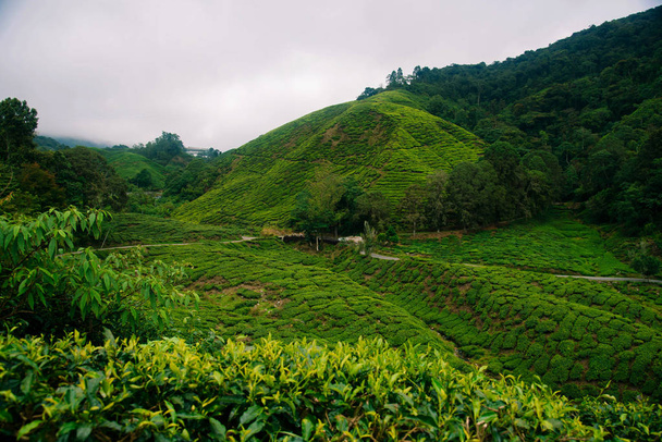 Teefelder im Hochland von Kamerun. - Foto, Bild