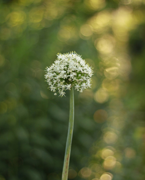 hagyma virág - Fotó, kép