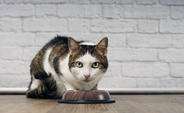 Mignon chat tabby à côté d'un plat de nourriture regardant vers la caméra
. - Photo, image