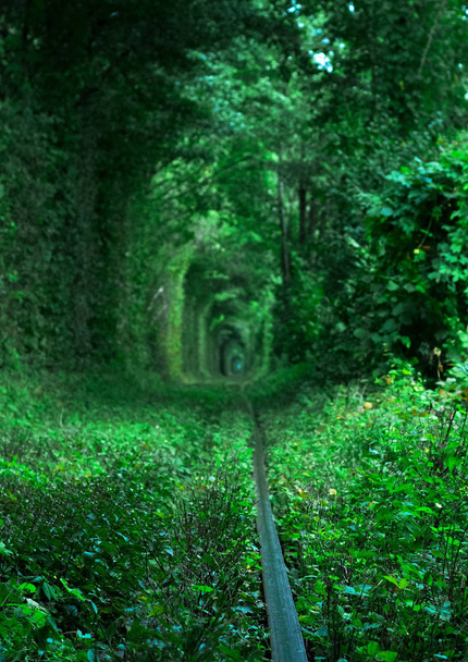 Tunnel de l'Amour. Tunnel de l'amour en Ukraine
 - Photo, image