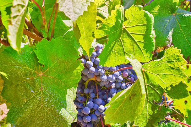 Ramo de uvas Pinot noir en un viñedo. Una variedad de uva de vino tinto
. - Foto, imagen