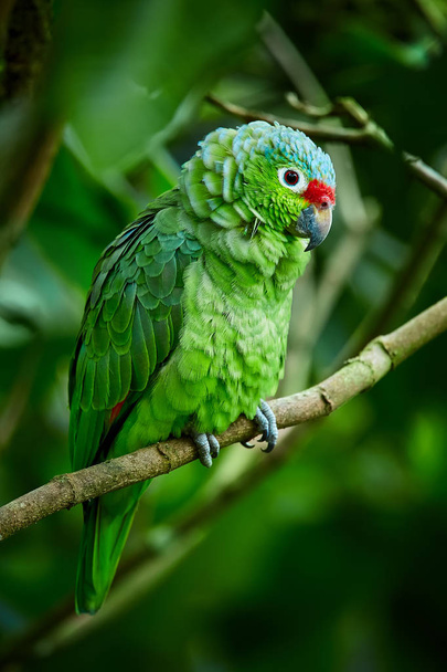 Papagaio-vermelho, Amazona autumnalis. Papagaio de chuva profunda
 - Foto, Imagem