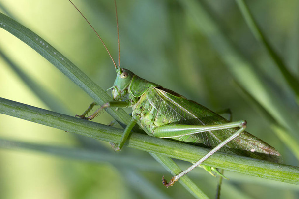 Grasshopper in the green Nature, Macro View - Photo, Image