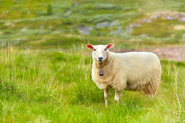 Ovelhas em pé no prado em dia ensolarado. Cena de moun norueguês
 - Foto, Imagem