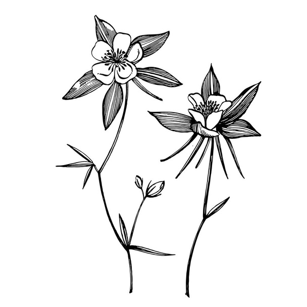 Double Columbine flowers. Collection of hand drawn flowers and plants. Botany. Set. Vintage flowers. Black and white illustration in the style of engravings - Вектор,изображение