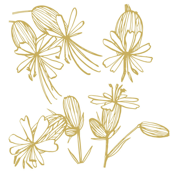 Bladder campion flowers. Set of drawing cornflowers, floral elements, hand drawn botanical illustration. Good for cosmetics, medicine, treating, aromatherapy, nursing, package design, field bouquet - Vector, imagen