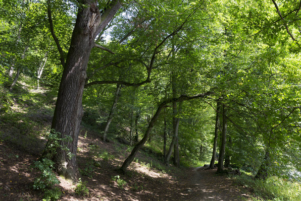 Романтическое одиночество Путь со старыми большими деревьями о реке Сазава в Центральной Чехии
 - Фото, изображение