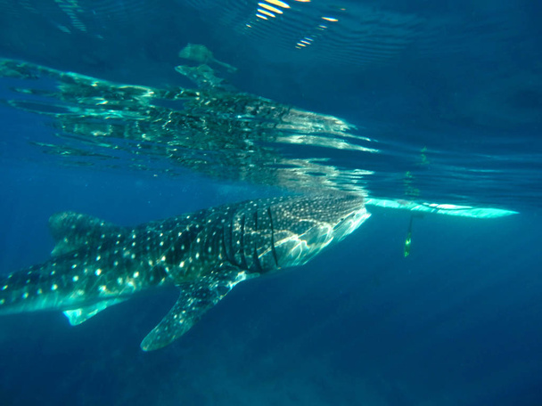 Τεράστια φάλαινα-καρχαρίας παρατηρώντας, Φιλιππίνες - Φωτογραφία, εικόνα