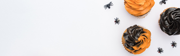 top view of delicious Halloween cupcakes with spiders isolated on white, panoramic shot - 写真・画像