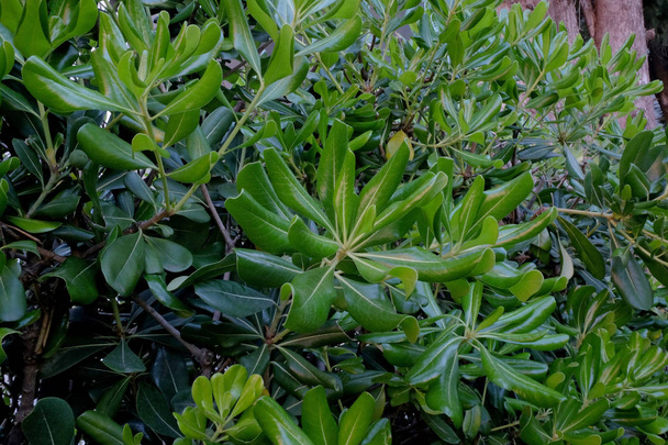 Beautiful green bush in garden as background - Fotó, kép
