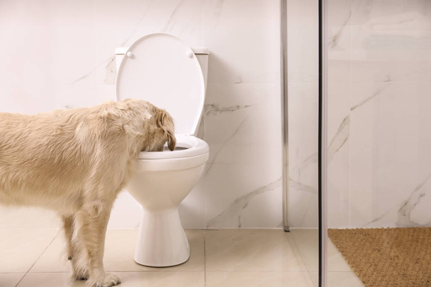 Cute Golden Labrador Retriever drinking water from toilet bowl - Φωτογραφία, εικόνα