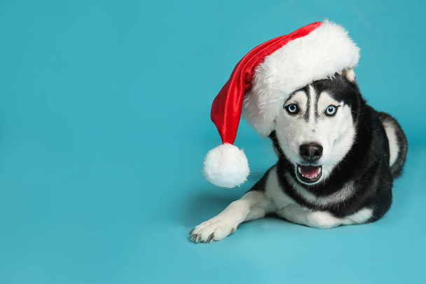 Netter sibirischer Husky-Hund mit Weihnachtsmütze auf blauem Hintergrund. Raum für Text - Foto, Bild