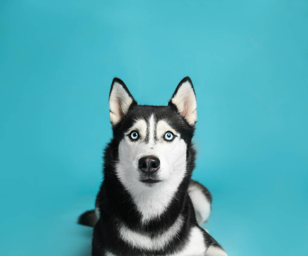 青い背景にかわいいシベリアハスキー犬 - 写真・画像