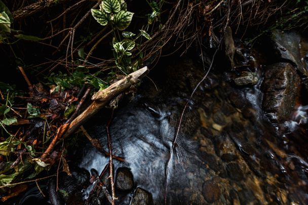 селективный фокус зеленых листьев вблизи течения пара
  - Фото, изображение