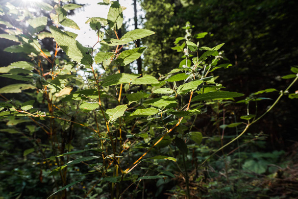 selective focus of sunshine on green fresh leaves in woods  - Foto, imagen