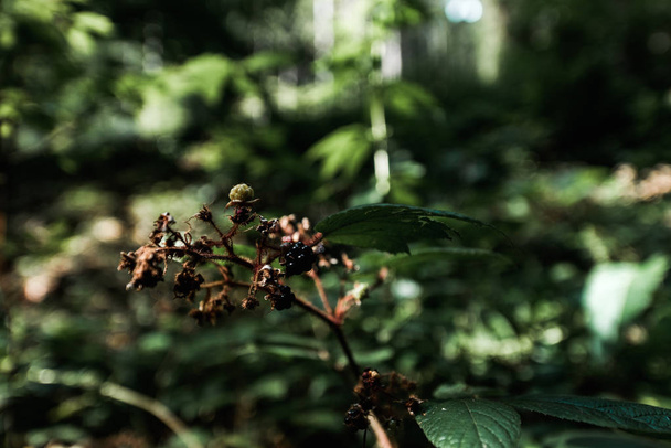 selective focus of tasty blackberry in woods  - Φωτογραφία, εικόνα