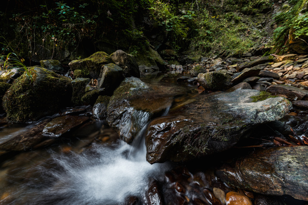 Wasser fließt auf nassen Felsen in der Nähe von grünen Blättern im Wald  - Foto, Bild