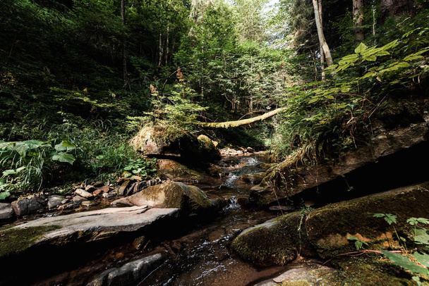 спокійний ліс з тече річкою і камінням
  - Фото, зображення