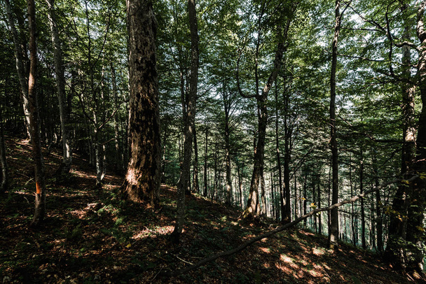 sole sugli alberi con foglie verdi e fresche nei boschi
  - Foto, immagini