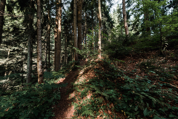 сонячне світло на деревах з зеленим і свіжим листям у лісі
  - Фото, зображення