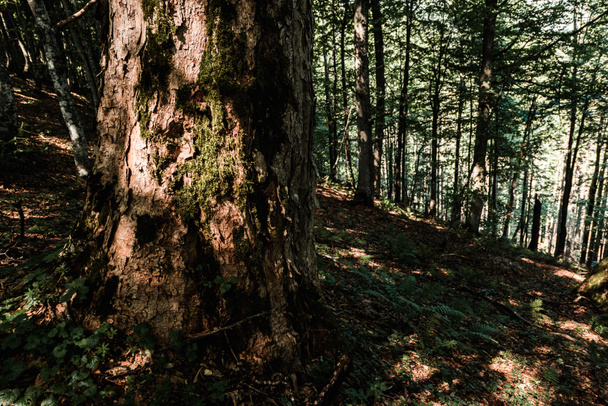 солнце на стволе дерева рядом с растениями в лесу
 - Фото, изображение
